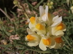 Linaria vulgaris