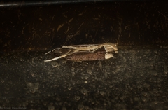 Chaliniastis astrapaea