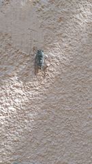 Cicada barbara