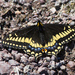 Short-tailed Swallowtail - Photo (c) Cory Gregory, some rights reserved (CC BY-NC), uploaded by Cory Gregory