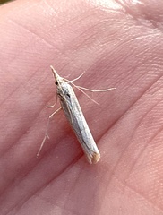 Agriphila straminella