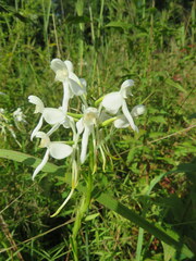 Platanthera integrilabia