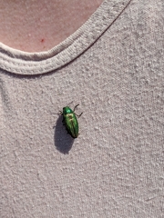 Buprestis aurulenta