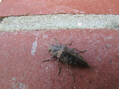 Dicerca tenebrica