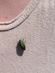 Buprestis aurulenta
