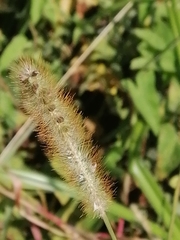Setaria