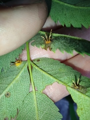Gymnosporangium cornutum