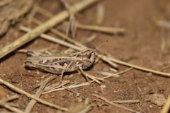 Omocestus petraeus