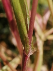Setaria
