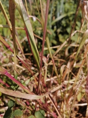 Setaria