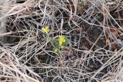 Ranunculus rhomboideus