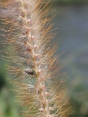 Setaria