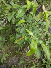 Melampsora epitea