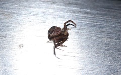 Ebelingia