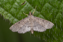 Protonoceras