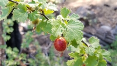 Ribes amarum