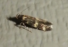 Oegoconia novimundi