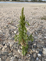 Amaranthus retroflexus
