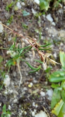 Poa alpina vivipara