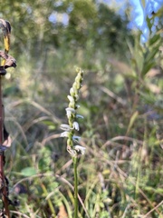 Spiranthes lacera gracilis