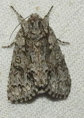 Acronicta impressa