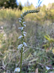 Spiranthes lacera gracilis