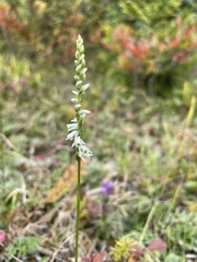 Spiranthes lacera gracilis