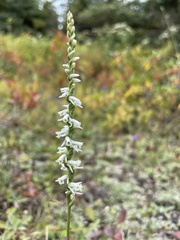 Spiranthes lacera gracilis
