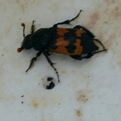 Nicrophorus marginatus