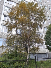 Melampsoridium betulinum