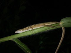 Takydromus stejnegeri