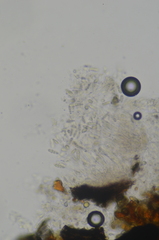 Arthopyrenia plumbaria