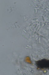 Arthopyrenia plumbaria