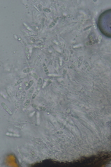 Arthopyrenia plumbaria