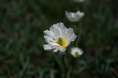 Ranunculus kuepferi