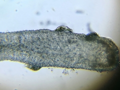 Kerona pediculus