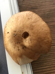 Cortinarius privignoides
