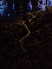 Proteus anguinus anguinus
