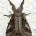 Streaked Tussock Moth - Photo (c) Jenn Forman Orth, some rights reserved (CC BY-NC-SA)