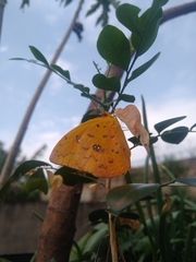 Phoebis philea