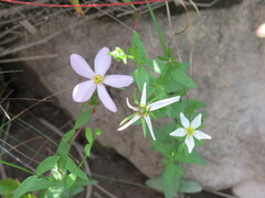 Sabatia brachiata