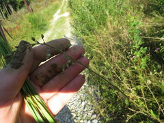 Desmodium obtusum