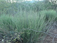 Euphorbia rossiana