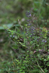 Lamiaceae