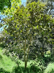 Citharexylum subflavescens