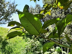 Citharexylum subflavescens