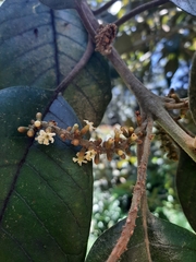 Citharexylum subflavescens