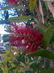 Melaleuca