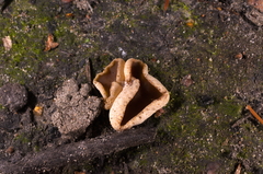 Peziza echinospora