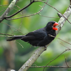 Saltator fuliginosus